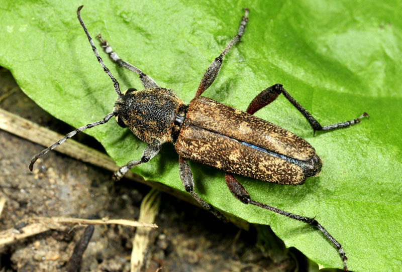 Rusticoclytus rusticus, Cerambycidae